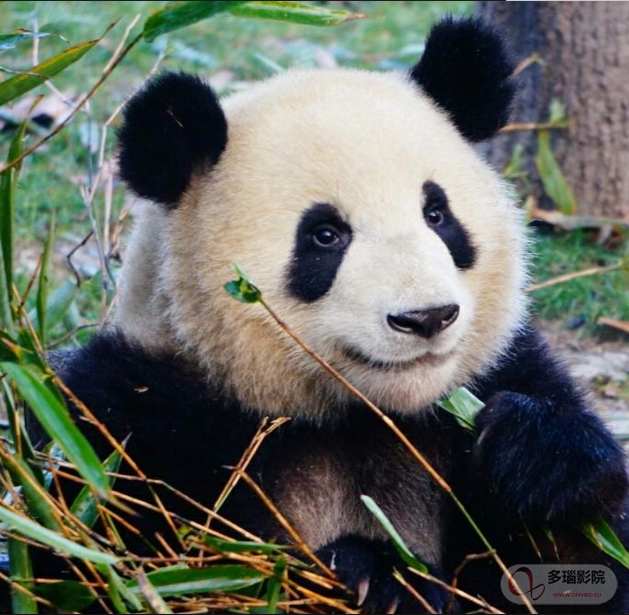 看中国如何拯救大熊猫