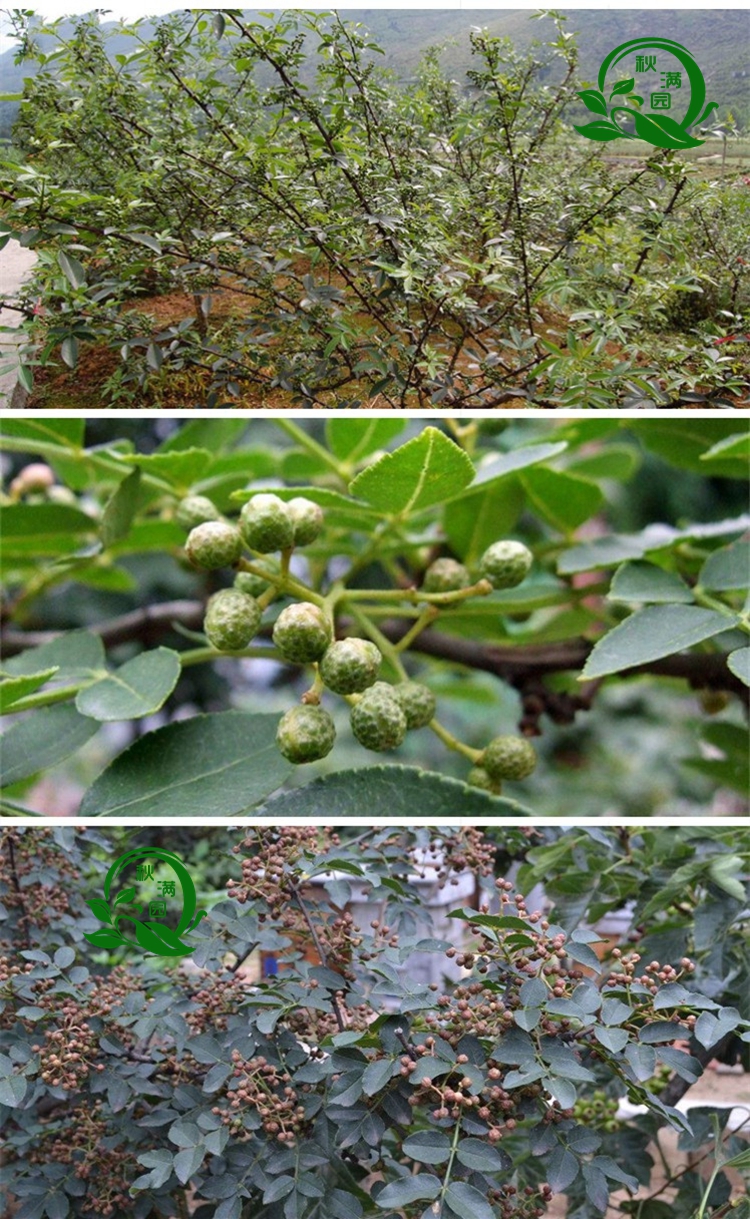 盆栽地栽经济型花椒树苗麻椒苗狮子头花椒苗大红袍花椒苗南北方种植