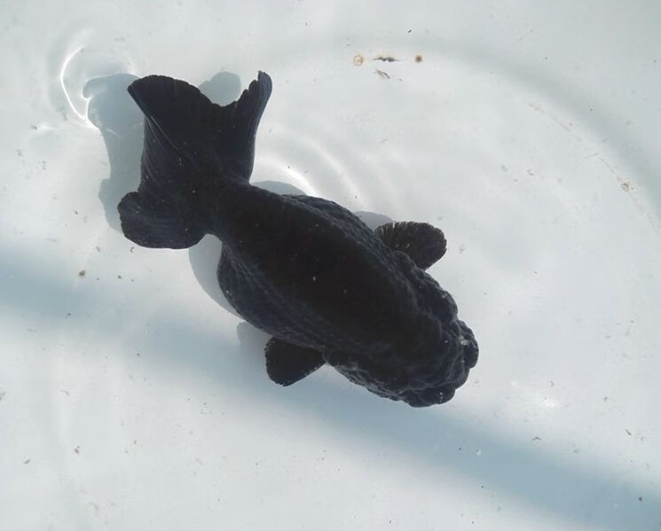 兰寿金鱼红白寿黑寿鱼观赏鱼冷水鱼淡水活体水族宠物招财鱼国粹鱼室外