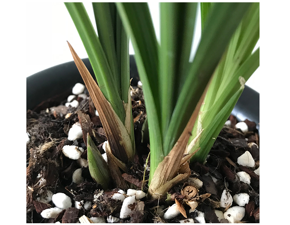 劉閣蘭花苗 蓋世牡丹 現帶濃香花苞出售高檔春劍新老種牡丹型奇花 4苗