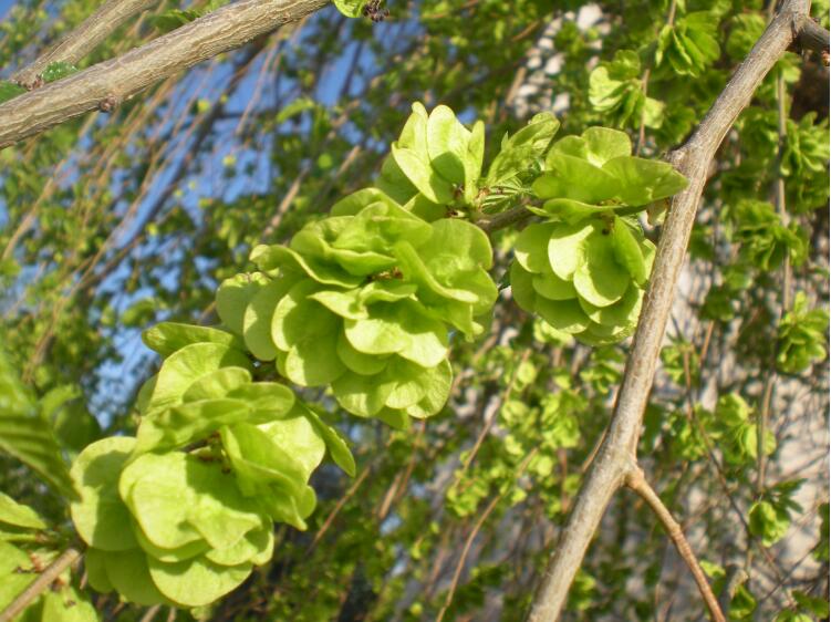 预售新鲜榆钱榆钱儿榆钱子余钱子新鲜蔬菜山野菜3斤