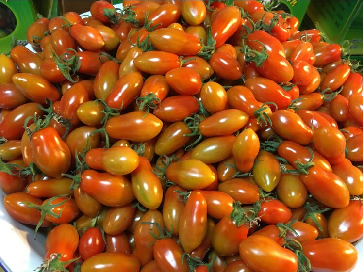 丹东特产409小柿子铁柿子草莓圣女果小番茄西红柿草莓柿子油柿子25kg5