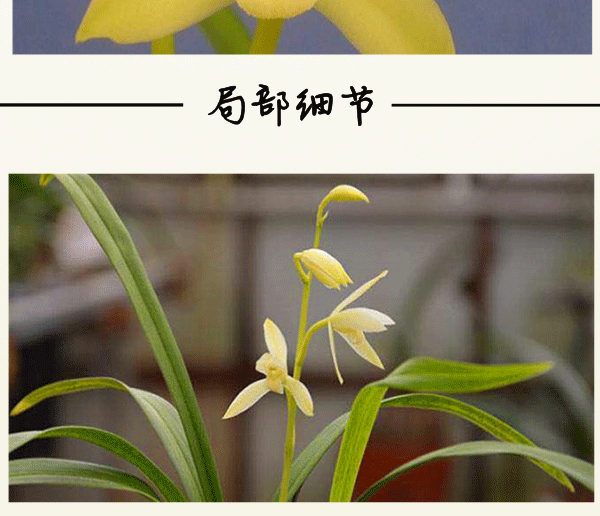 韵之岚兰花苗建兰黄田玉黄芽素田黄玉芽黄素室内室外绿植兰草花卉盆栽