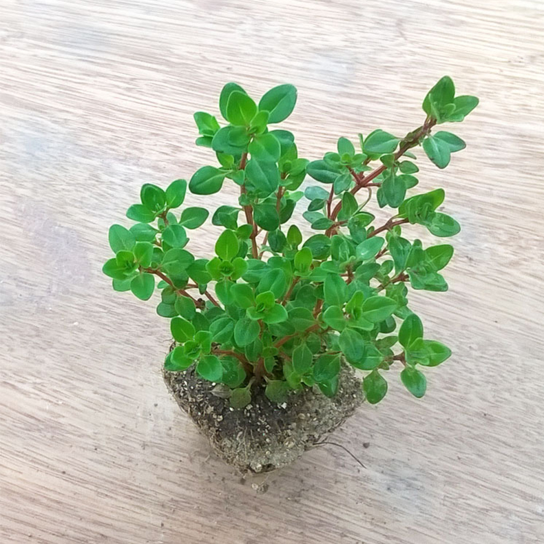 寿禾阔叶百里香苗芳香植物室内花卉绿植盆栽西餐料理配菜作料蔬菜阳台