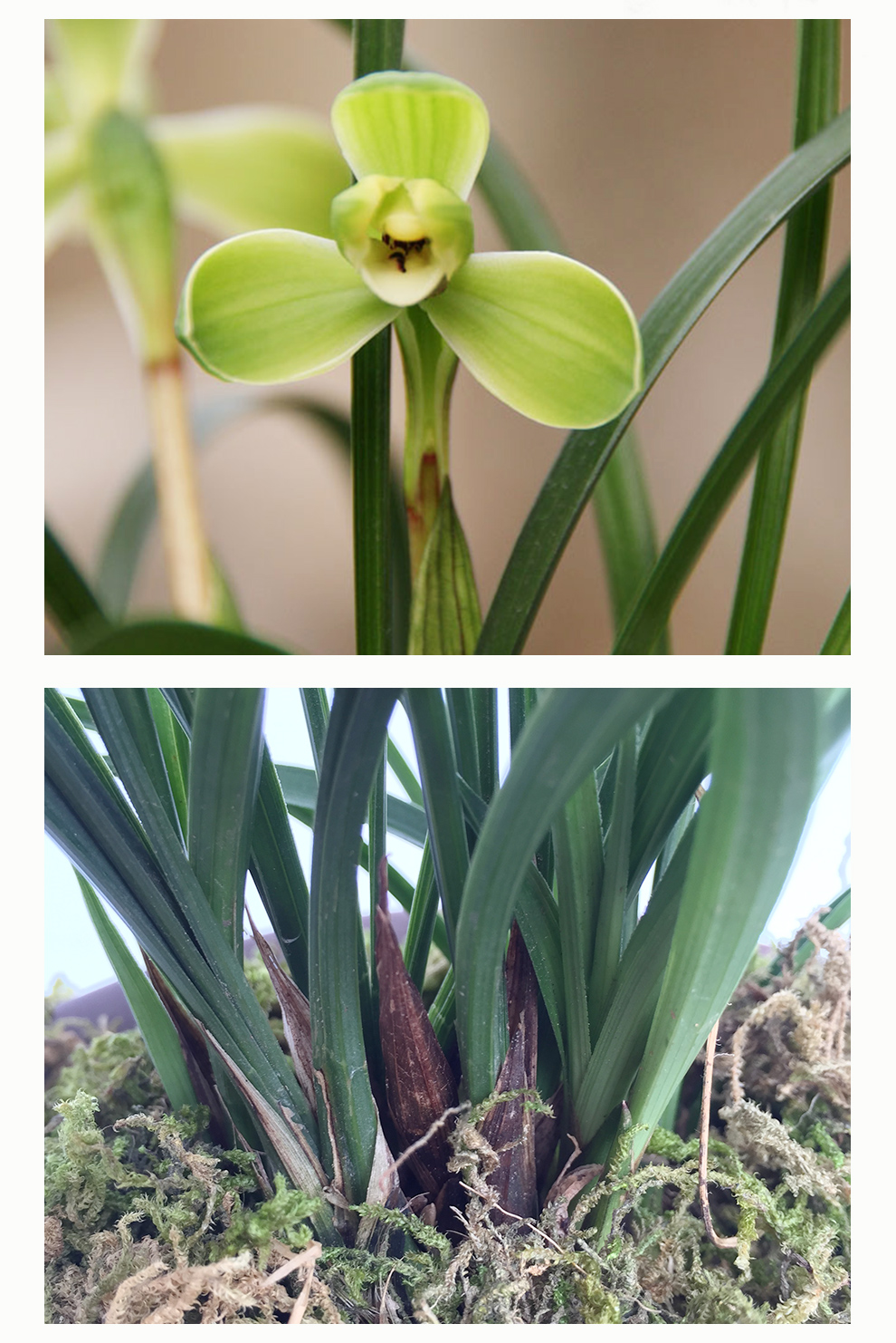 劉閣蘭花 春蘭老種梅瓣花 宋梅 現帶濃香花苞出售室內花卉蘭花苗蘭草