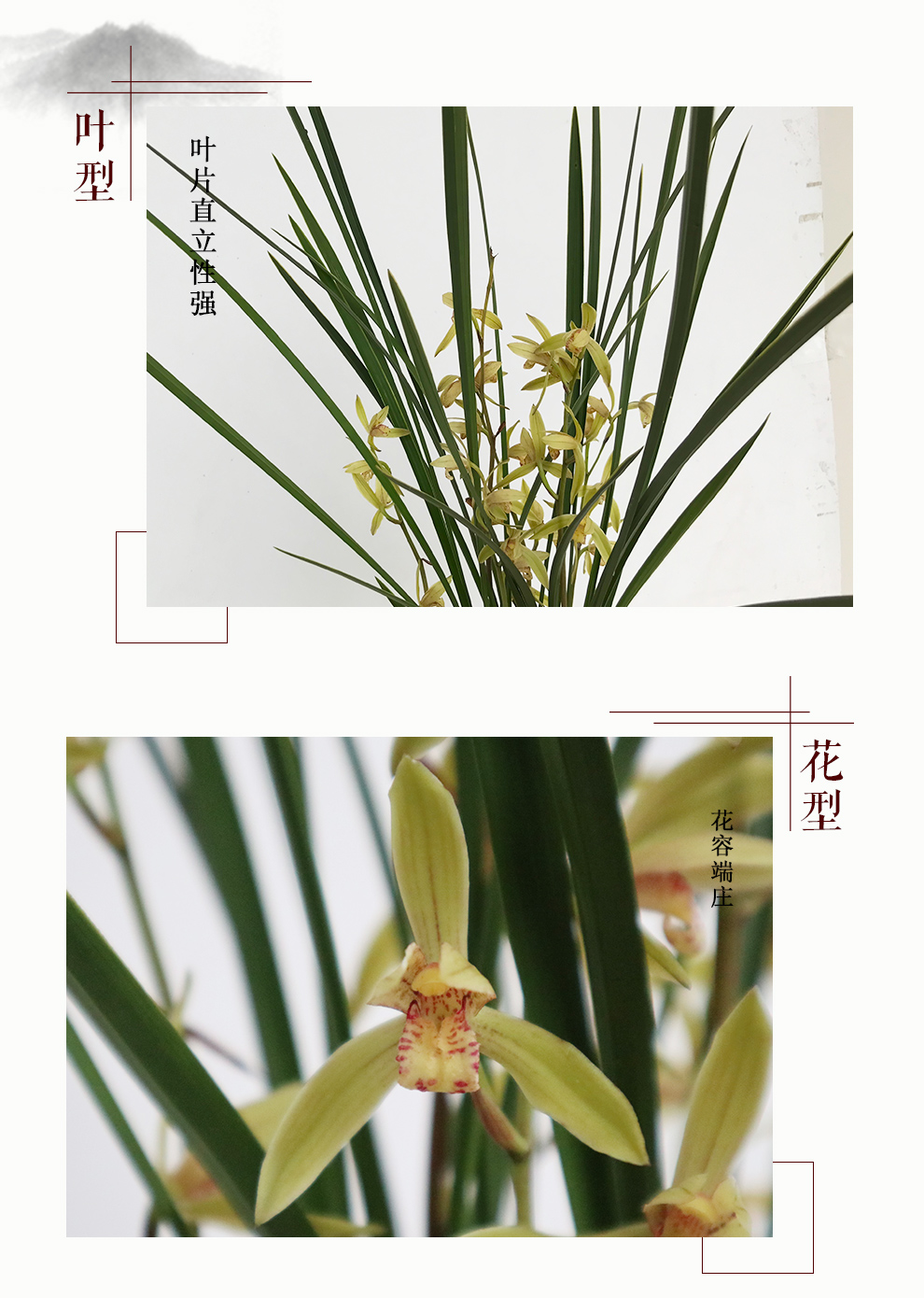 刘阁兰花 建兰t铁骨金边艺 铁骨金针 夏带浓香花苞室内室外绿植兰草