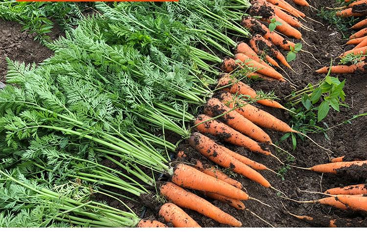 轻恋农家种植2022新鲜现挖胡萝卜红萝卜新鲜蔬菜宝宝450g 净重450g