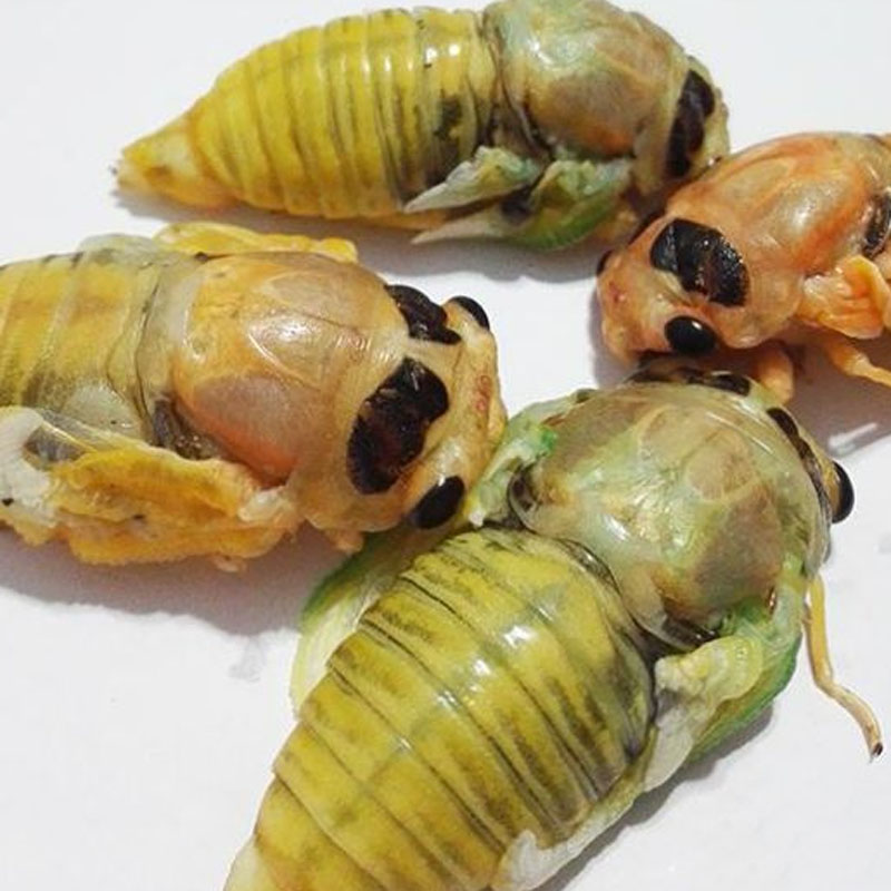 十里馋 白蝉 嫩知了 生白知了猴 退壳嫩知了 银蝉 金蝉 白蝉蛹 唐僧肉