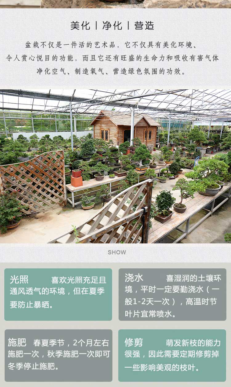 日本海棠海棠盆景海棠花盆栽阳台摆放开花绿植办公室盆栽年宵花卉客厅电脑旁植物小木瓜海棠 造型随机如图圆形盆 图片价格品牌报价 京东