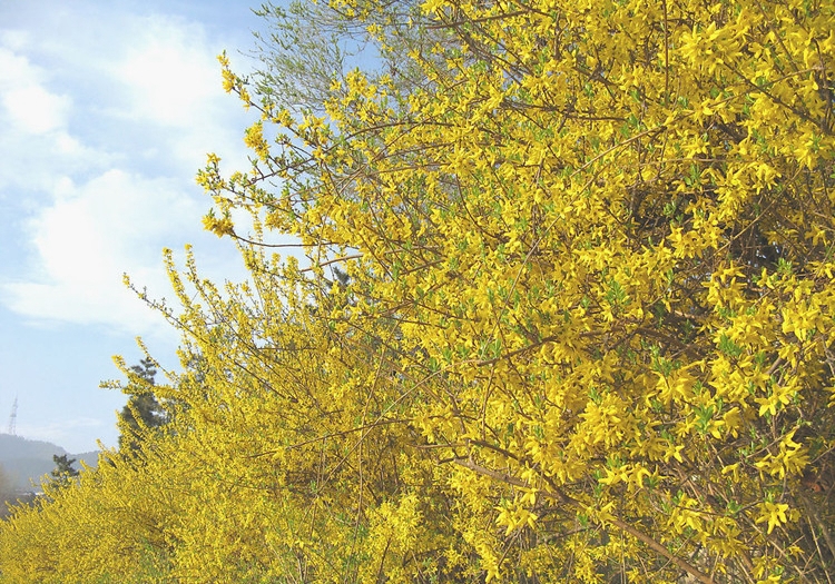 攀缘花卉连翘花苗连翘苗又名金钟罩花黄金条连翘树苗植物6年苗以上