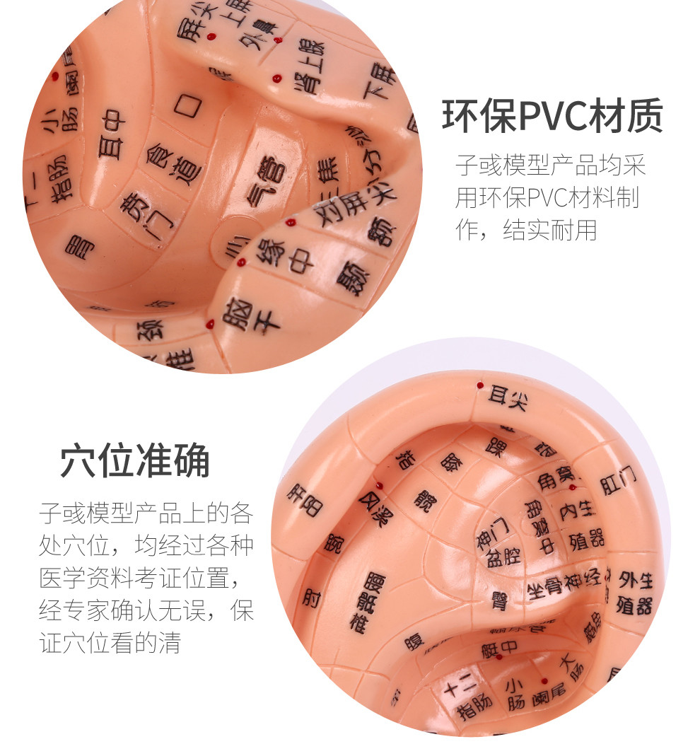 頤生閣 中醫針灸耳朵穴位模型小兒推拿按摩教學 超清晰刻字 穴位圖反