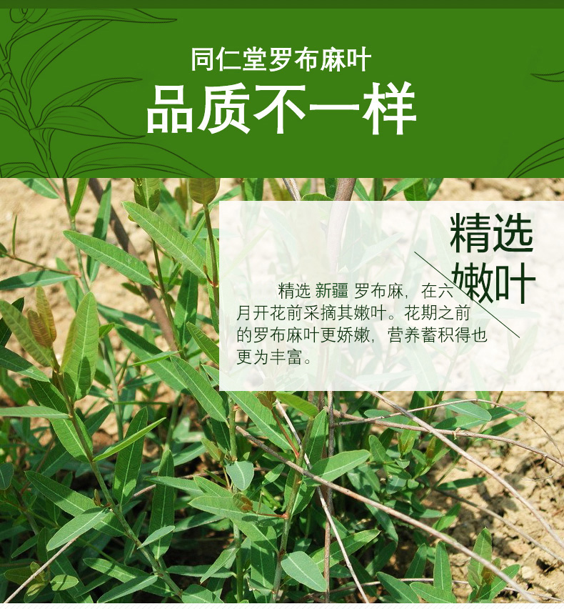 北京同仁堂罗布麻茶嫩叶片降茶新疆压非野生罗布麻叶茶养生茶可搭