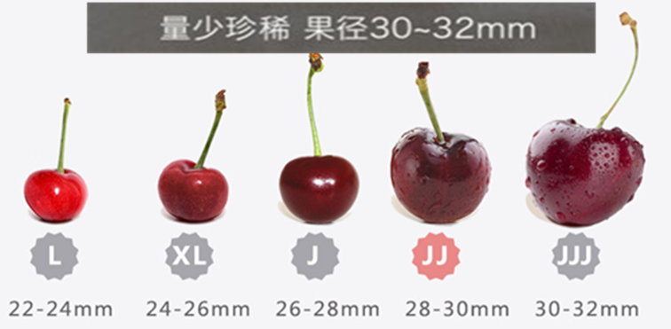 200克樱桃水果示意图图片