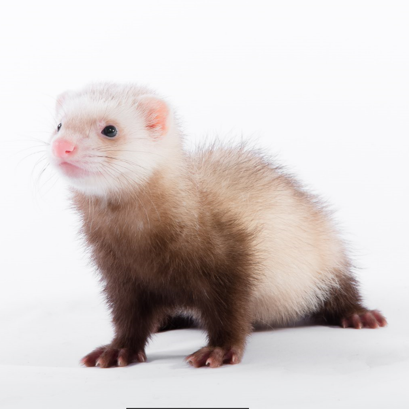 灵狐之家 活体宠物貂丹麦貂雪貂新奇特小龙貂包邮包活爬行稀有萌宠