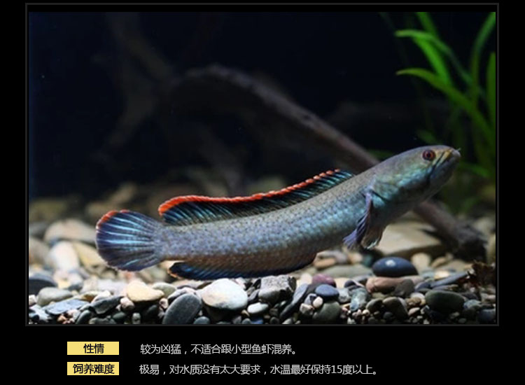 double yellow南鱧雷龍魚活體 七彩冷水魚龍魚淡水魚觀賞魚兇猛彩虹