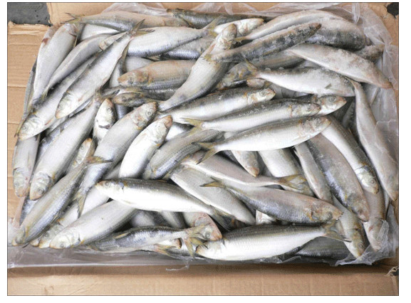 金樱花金装沙丁鱼184g