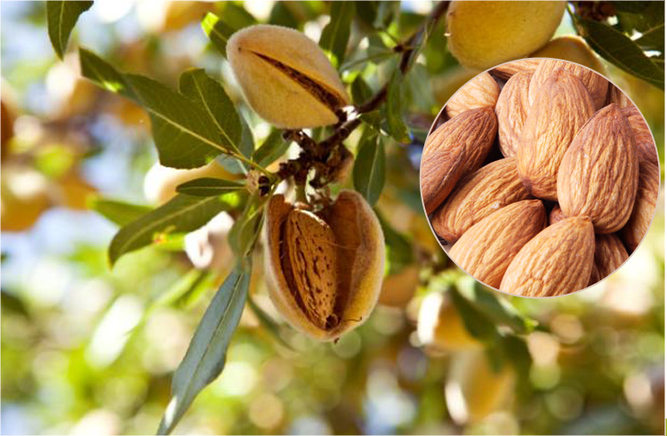 集珍斋 美国原味扁桃仁 454g