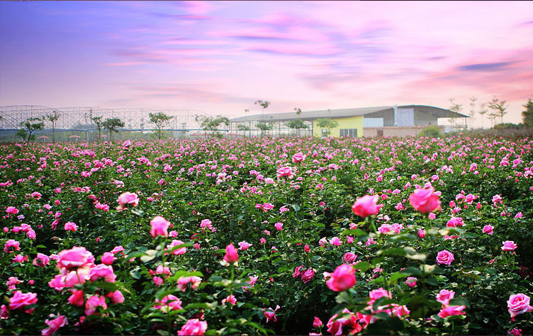 山东平阴特产紫金玫瑰玫瑰蜂蜜膏320g