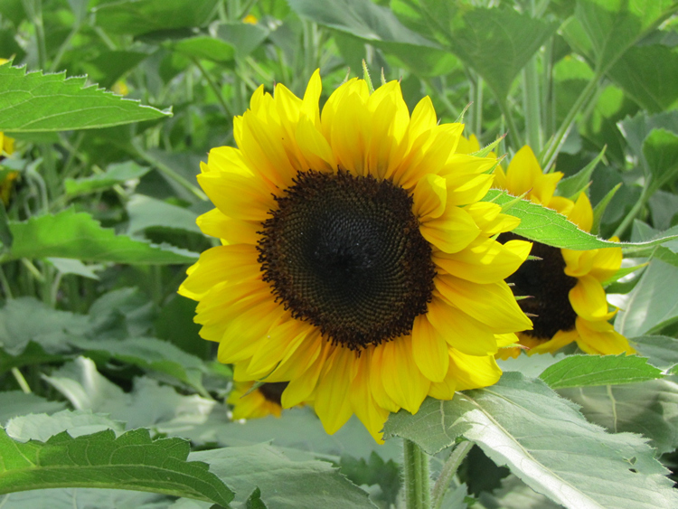 凯福瑞 丽日 进口向日葵 花卉种子 橙黄色 无花粉 切花用 1000粒/包