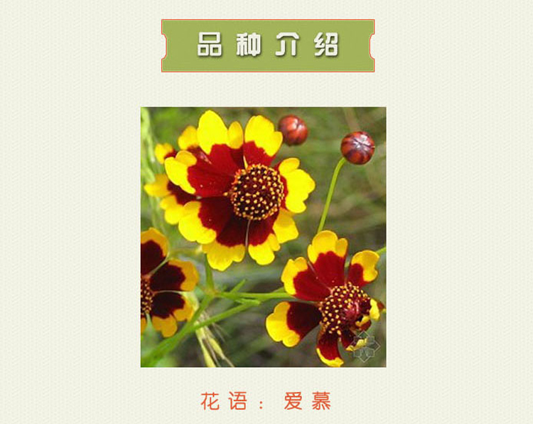 【克劳沃蛇目菊种子】克劳沃 蛇目菊 花种 混色 1