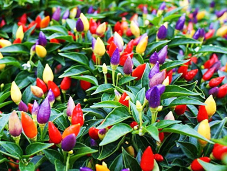 花儿朵朵 五彩观赏椒 混色 观果蔬菜种子 家庭阳台/办公室盆栽 30粒