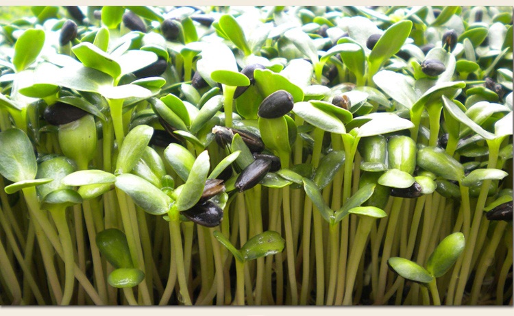 果花 油葵芽苗菜 芽菜种子 绿色 蔬菜种子 可无土栽培 50g/袋