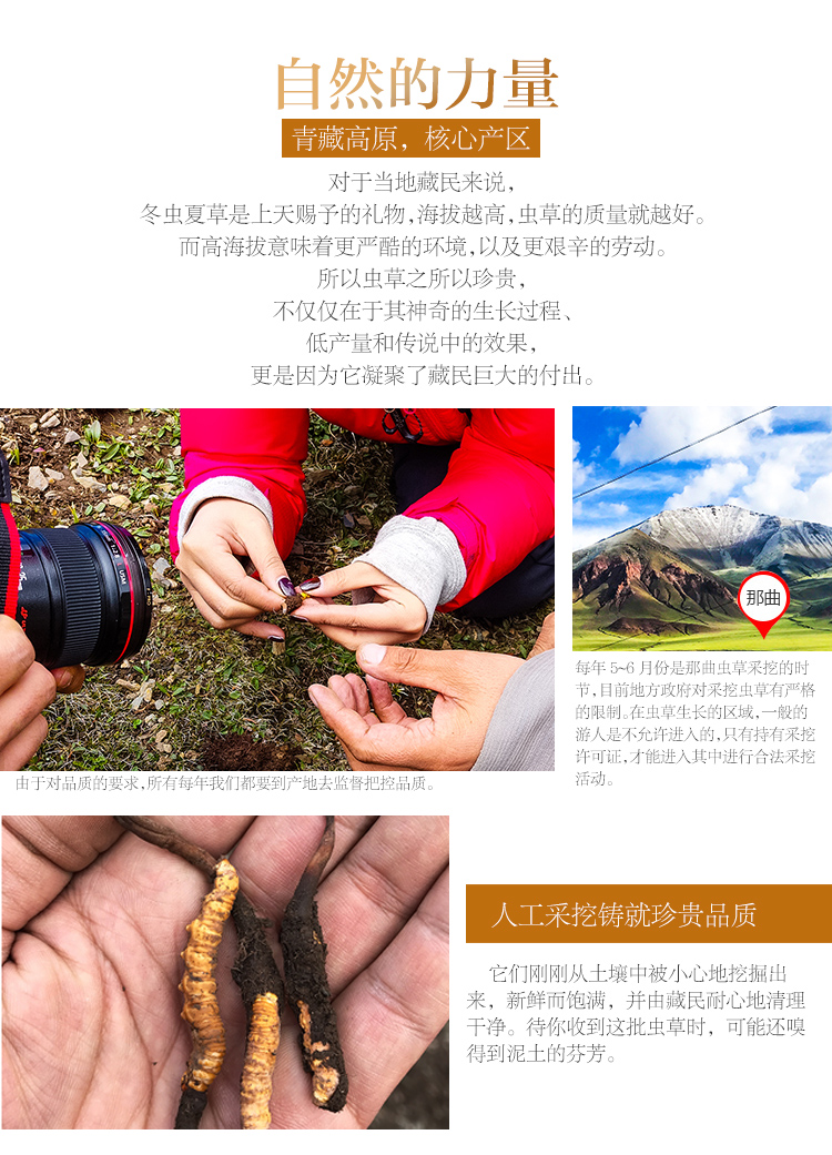 半山农 冬虫夏草 精选品质 5条/克 西藏那曲高海拔野生虫草-京东