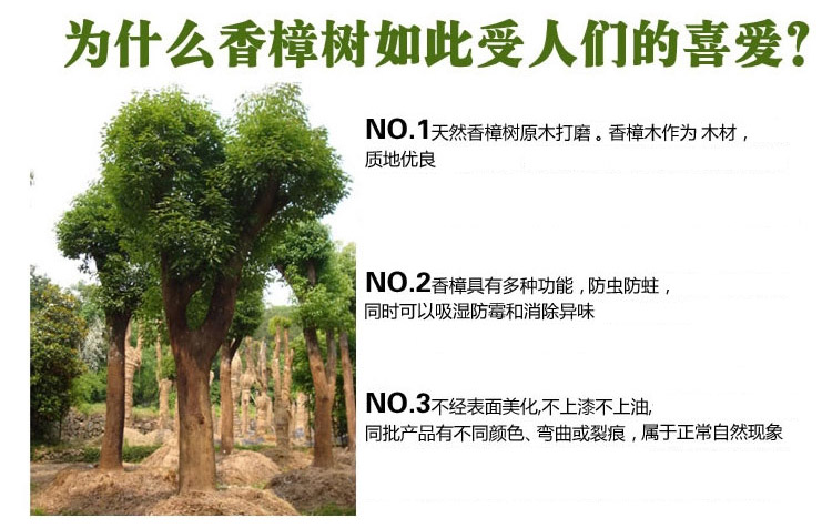 丽姿 天然香樟木球 樟脑球防霉防蛀防虫樟脑丸防潮50颗
