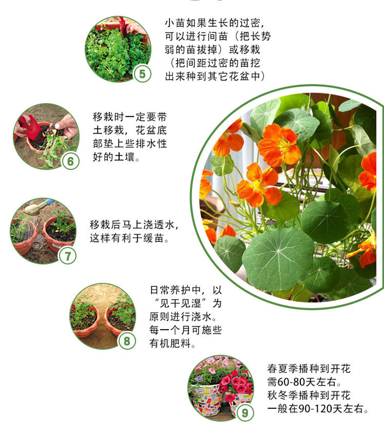 花仙子花仙子 旱荷花种子