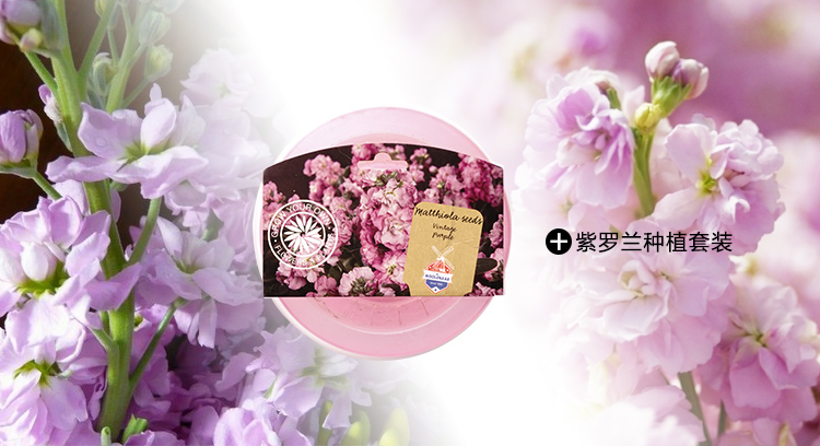 花卉种子批发厂家