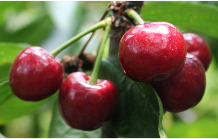 烟港 山东烟台福山大樱桃 新鲜国产车厘子 美早 2.5kg 中果 自营水果