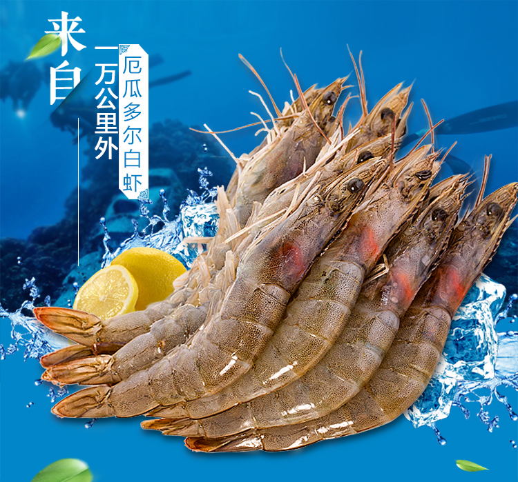 獐子岛厄瓜多尔白虾1.8kg 船冻虾新鲜大虾 南美进口海鲜生鲜