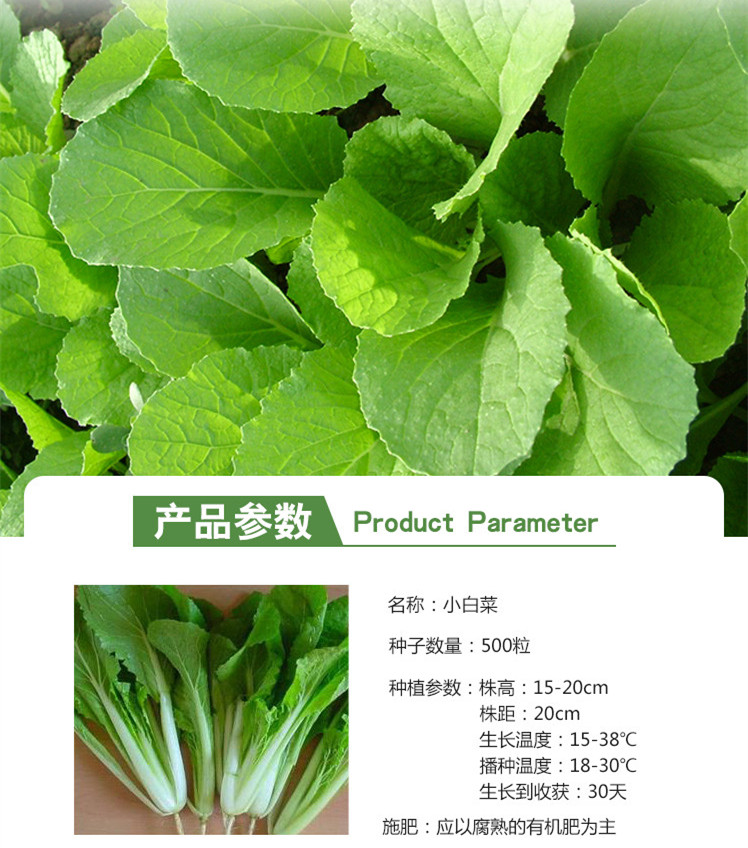 花儿朵朵小白菜绿色蔬菜种子家庭阳台园艺休闲500粒袋