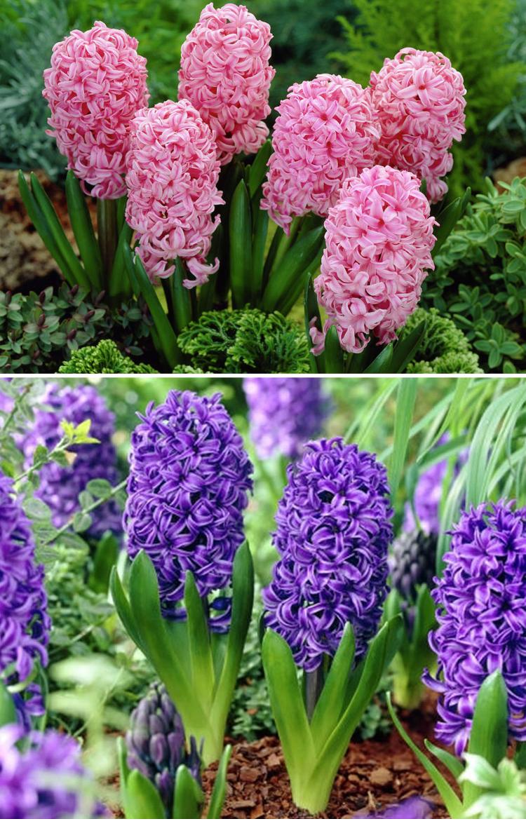 【京东超市】世纪奥桥 进口风信子种球 铁皮桶土培套装 芬达 粉色